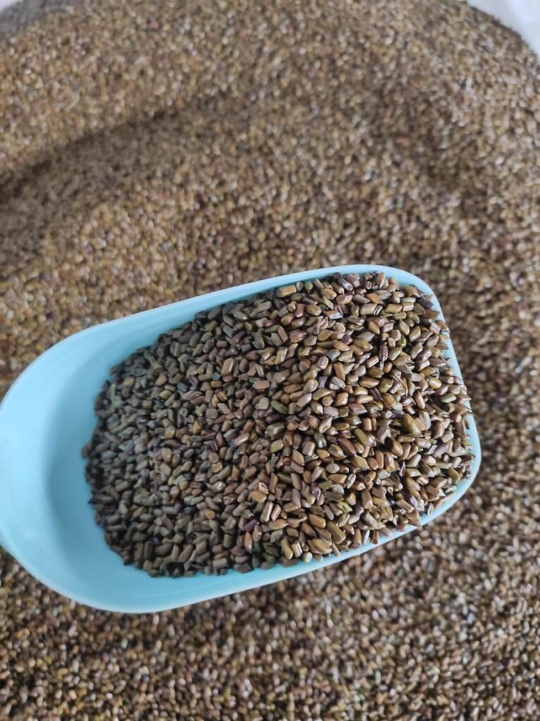 cassia tora