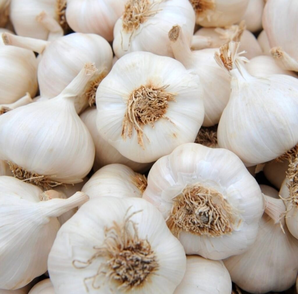 garlic