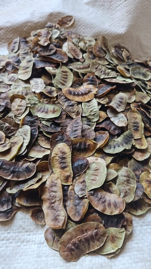 senna pods