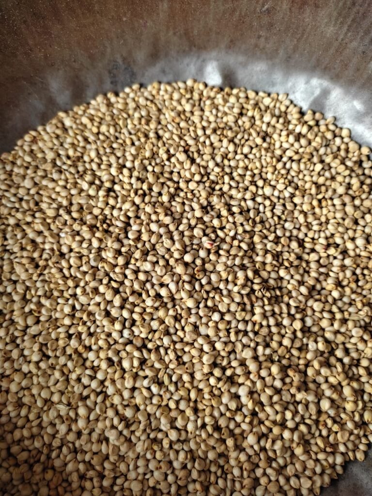 sorghum seeds (bajra)
